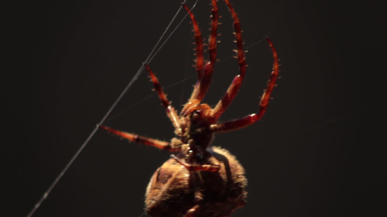 Big Australian Garden Orb Weaver Female Spider Close Up On Web Moving In The Wind, Underside Side View, Sunny Daytime, Australia, East Gippsland, Victoria, Maffra