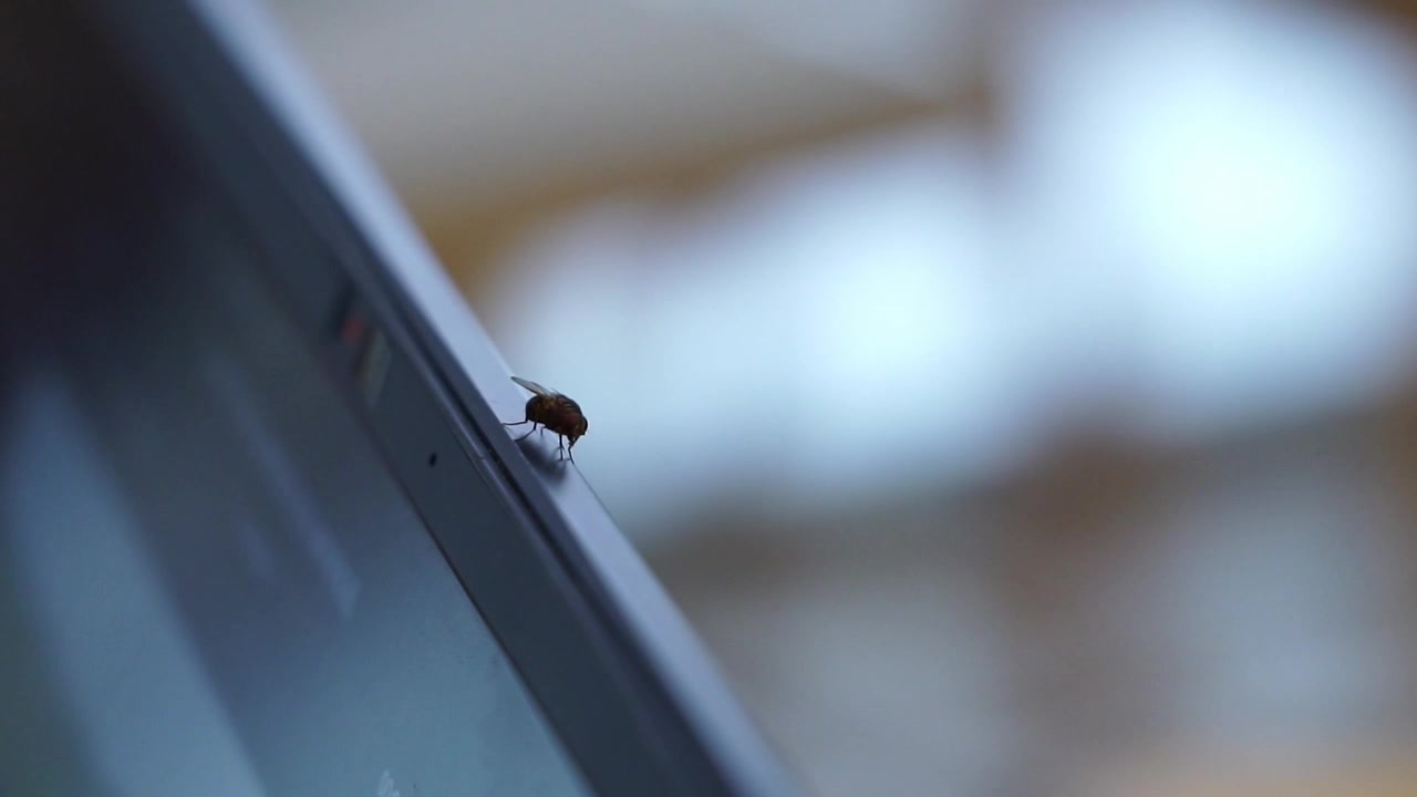 Close-up of a mosquito standing still peacefully on a laptop