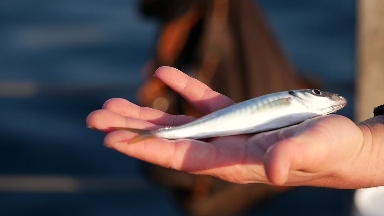 Freshly caught small fish in hand