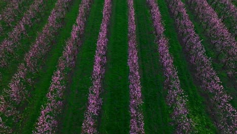 Rows-Of-Flowering-Japanese-Apricot-Trees-In-The-Farm