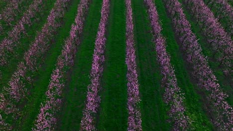 Rows Of Flowering Japanese Apricot Trees In The Farm