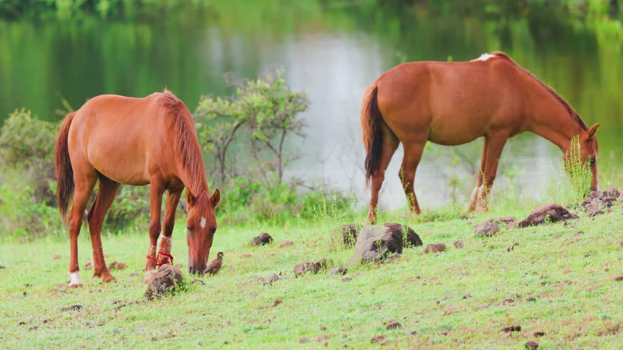 dos caballos de color marrón alimentándose de hierba verde frente a un lago durante la temporada de monzones en la india