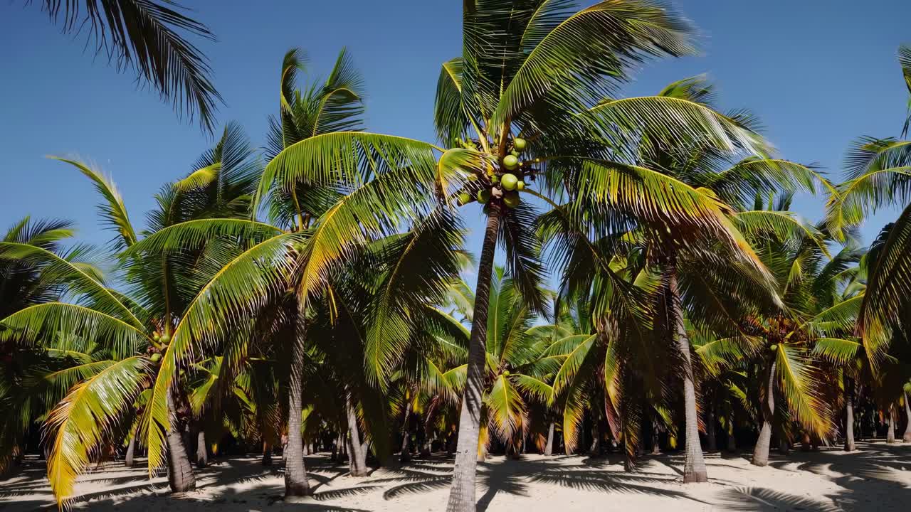 A wide-angle video shot captures a serene tropical beach scene with lush palm trees under a clear