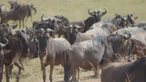 wildebeests, also known as gnus, by the millions, gather in the serengeti as they continue their migration through the savannas of east africa