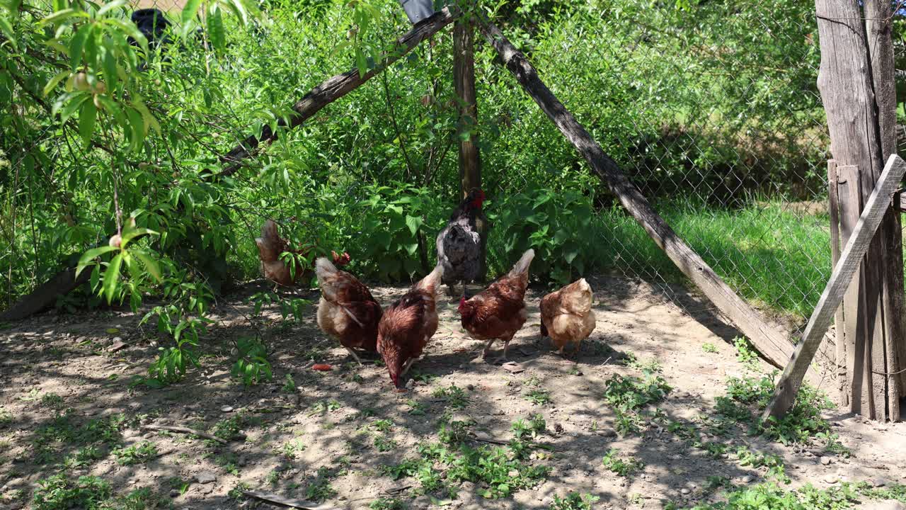 Muchas gallinas rojas en un día de verano en el pueblo.
