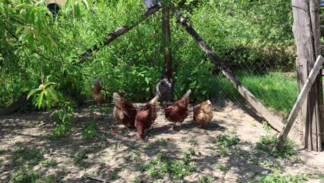 many red chickens on a summer day in the village