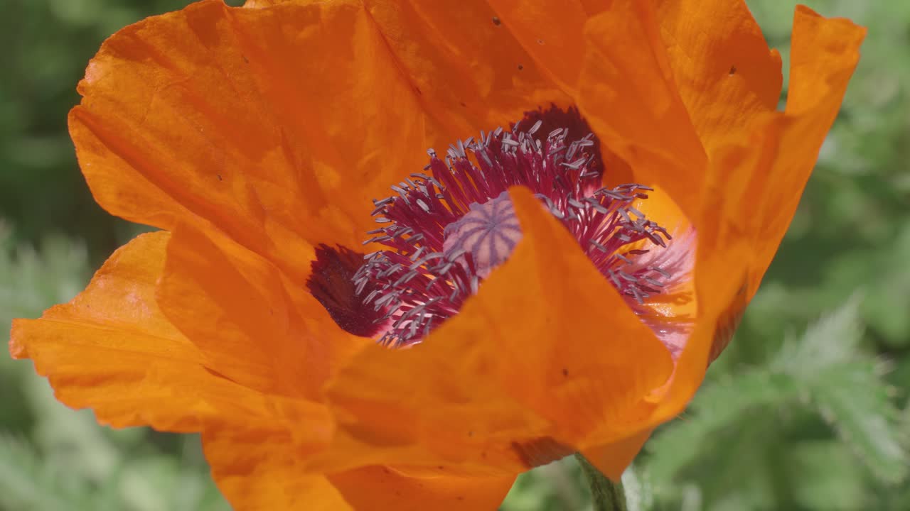 un primerísimo plano de una abeja polinizando una flor silvestre de amapola naranja.