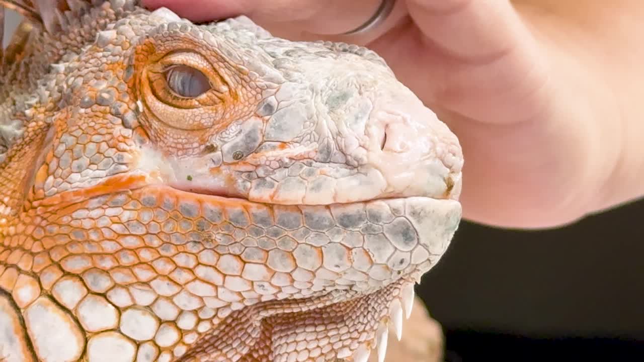 Un primo piano dettagliato di un'iguana arancione che muove la lingua e viene accarezzata