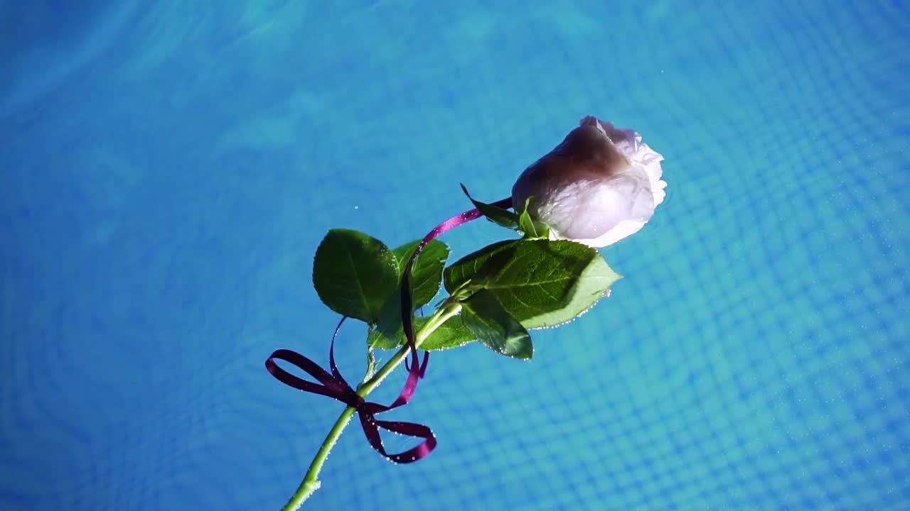 수영장 안의 맑은 물에 떠있는 분홍 장미