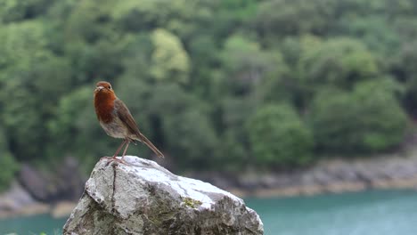 Red-bird-flying-from-a-rock-in-England