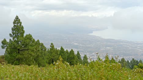 Right-pan-of-bushes-and-tree-with-city-in-Background,-Tenerife