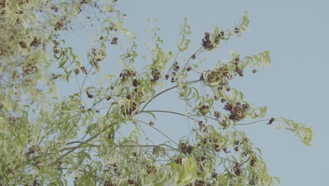 primer plano de una rama del árbol de salwood marrón acacia, soplando en el viento con hojas marrones