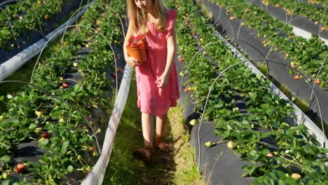 Girl-picking-strawberries-in-the-farm-4k