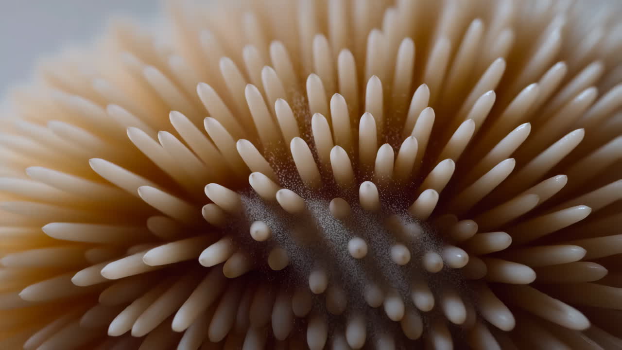 Macro Shot of Fungal Growth or Spores on a Textured Surface