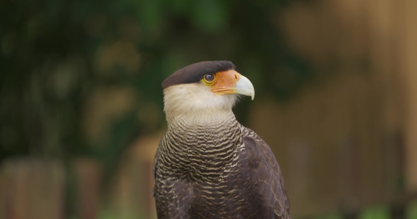 Kopfporträt eines Schopfkarakaras, der sich von frontal zum Profil wendet, mit schwarzem Schopf, orangefarbener Gesichtshaut und gebändertem Gefieder vor tiefgrünem Bokeh im Jeju Flower Bird Park Hwajoowon, Korea.