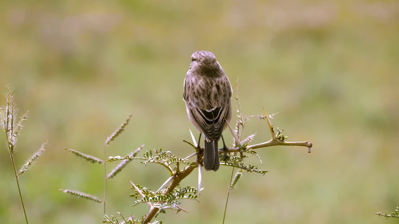 крупный план самки камнереза, отдыхающей на маленькой зеленой ветке в природе