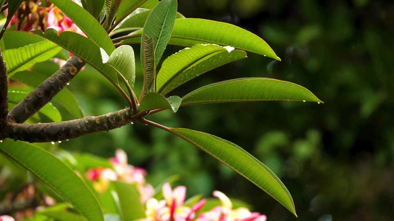 Primo piano di un ramo di pianta tropicale di Frangipani con foglie verdi vivaci