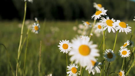 daisies in a field