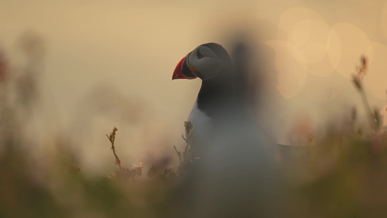 close up de la colonia de papagaios al atardecer en la isla de skomer, aves en la hermosa hora dorada luz del sol luz con la puesta del sol, toma de ángulo bajo de papagaias atlánticos
