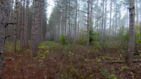 Drone-Fpv-A-Través-De-árboles-Y-Niebla