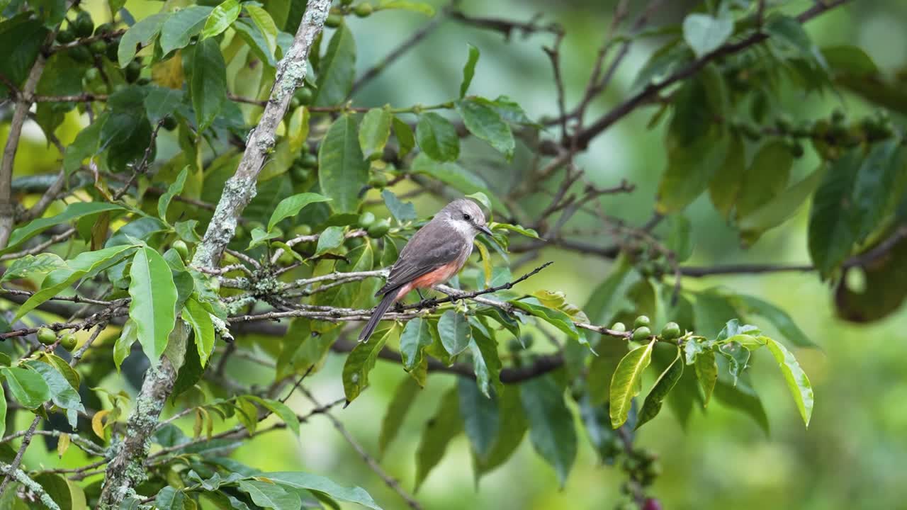 Vermilion Flycatcher Perched on Coffee Plant Branch