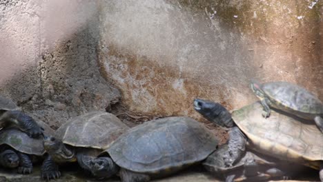 a group of turtles in as zoological park