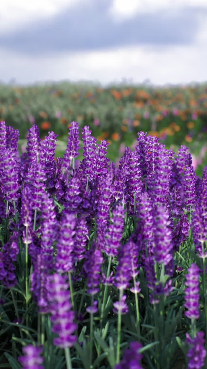 Campi di lavanda vivaci sotto cieli nuvolosi in un paesaggio pittoresco