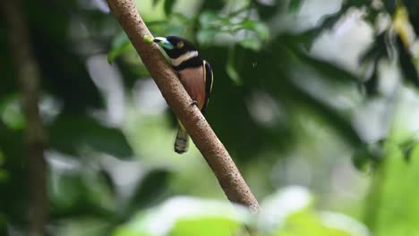 黑色和黃色大嘴巴, eurylaimus ochromalus, 卡恩格克拉<unk>國家公園