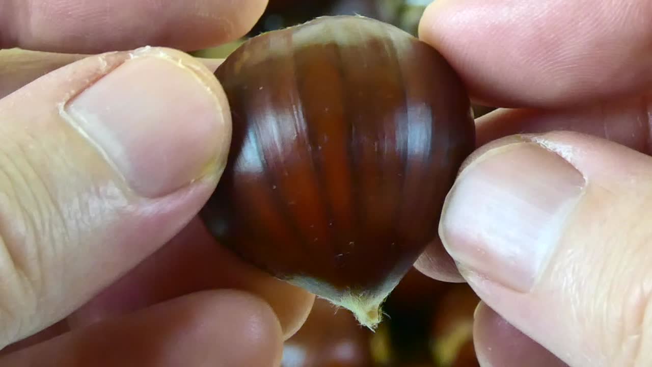 Close-up, macro view of freshly harvested chestnuts with rich, textured details in natural lighting.