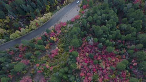 coloridos colores de otoño por carretera en el bosque montañoso de utah - antena