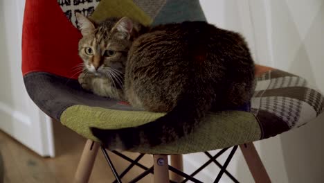 silla. el gato se sienta en una silla