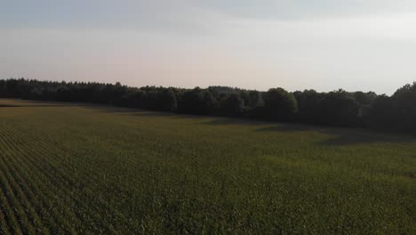 Corn-fields-recorded-with-a-drone-on-a-sunny-day