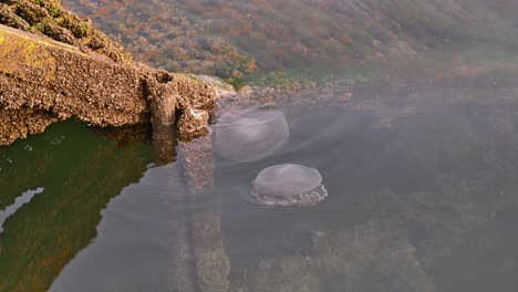 Medusas-Moviéndose-Lentamente-Sobre-La-Superficie-Del-Mar-Cerca-De-La-Costa-De-Dubai,-Emiratos-árabes-Unidos