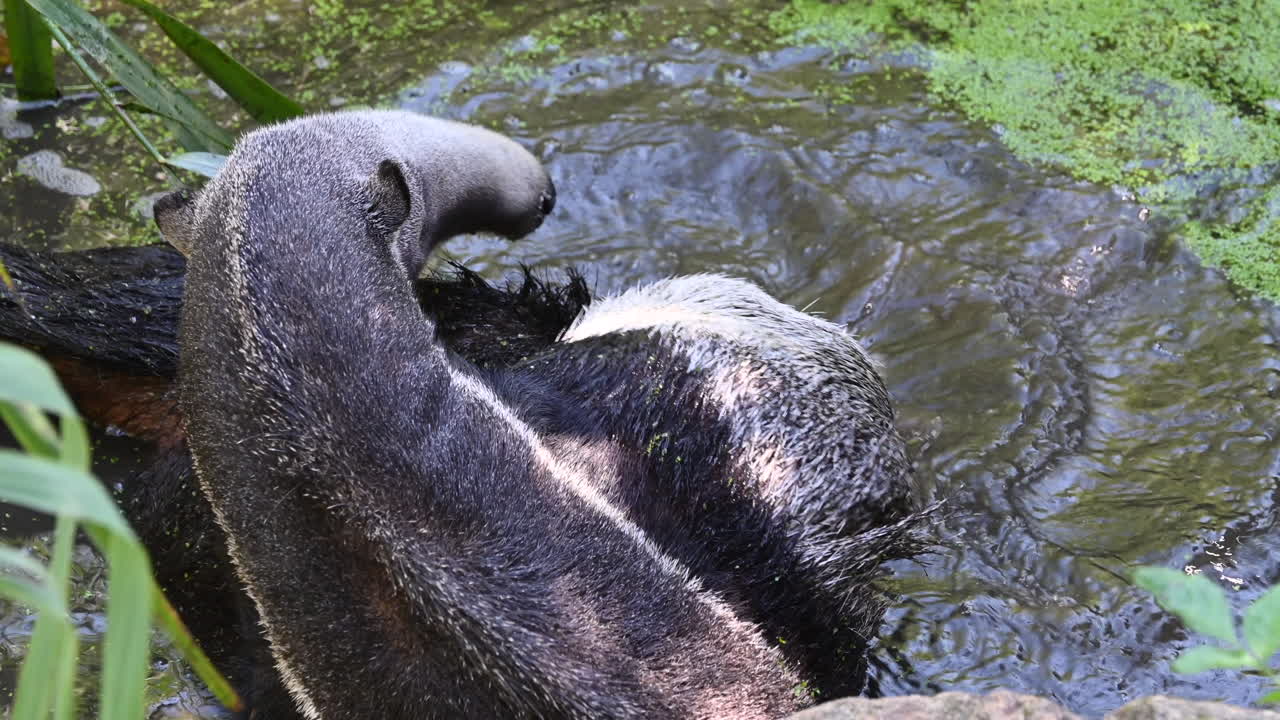 parque zoológico en francia: un tapir está salpicando el agua a su alrededor