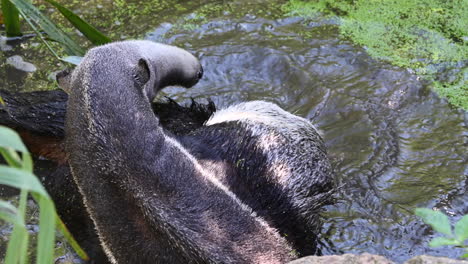 zoological park in france: a tapir is splashing the water around him