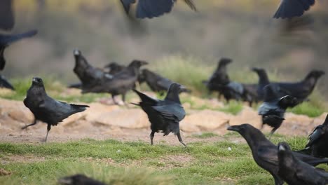 black crow eating prey on grassy meadow