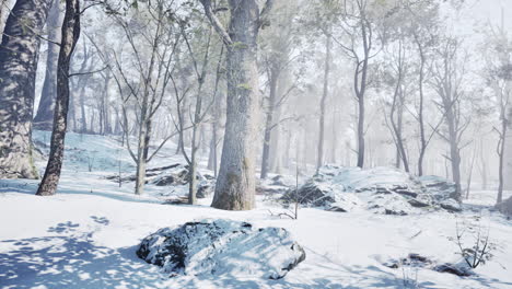 snowy forest