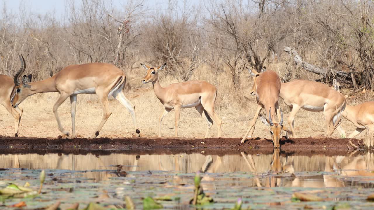 A skittish herd of impala antelopes drinking in front of an underground hide, Greater Kruger.