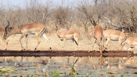 a skittish herd of impala antelopes drinking in front of an underground hide, greater kruger.