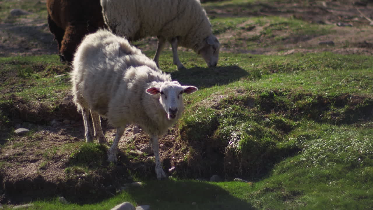 Pecore che pascolano sul prato verde in campagna