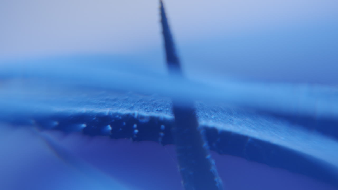 Abstract Aloe vera leafs in extreme close up, blue moving soft light on macro slider