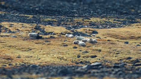 un rebaño de ovejas blancas lanudas pastan en el pasto rocoso en las montañas noruegas en el video timelapse