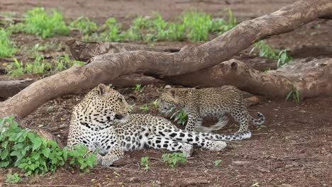 klein luipaardje voegt zich bij zijn moeder om te zuigen in mashatu, botswana