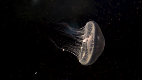 vertical video of a beautiful white jellyfish swimming on a black background