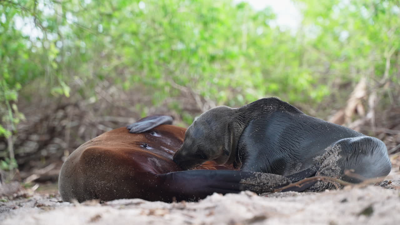 Ung galapagossjøløve som dier melk fra mor på Playa Punta-stranden på San Cristóbal-øya på Galapagos.