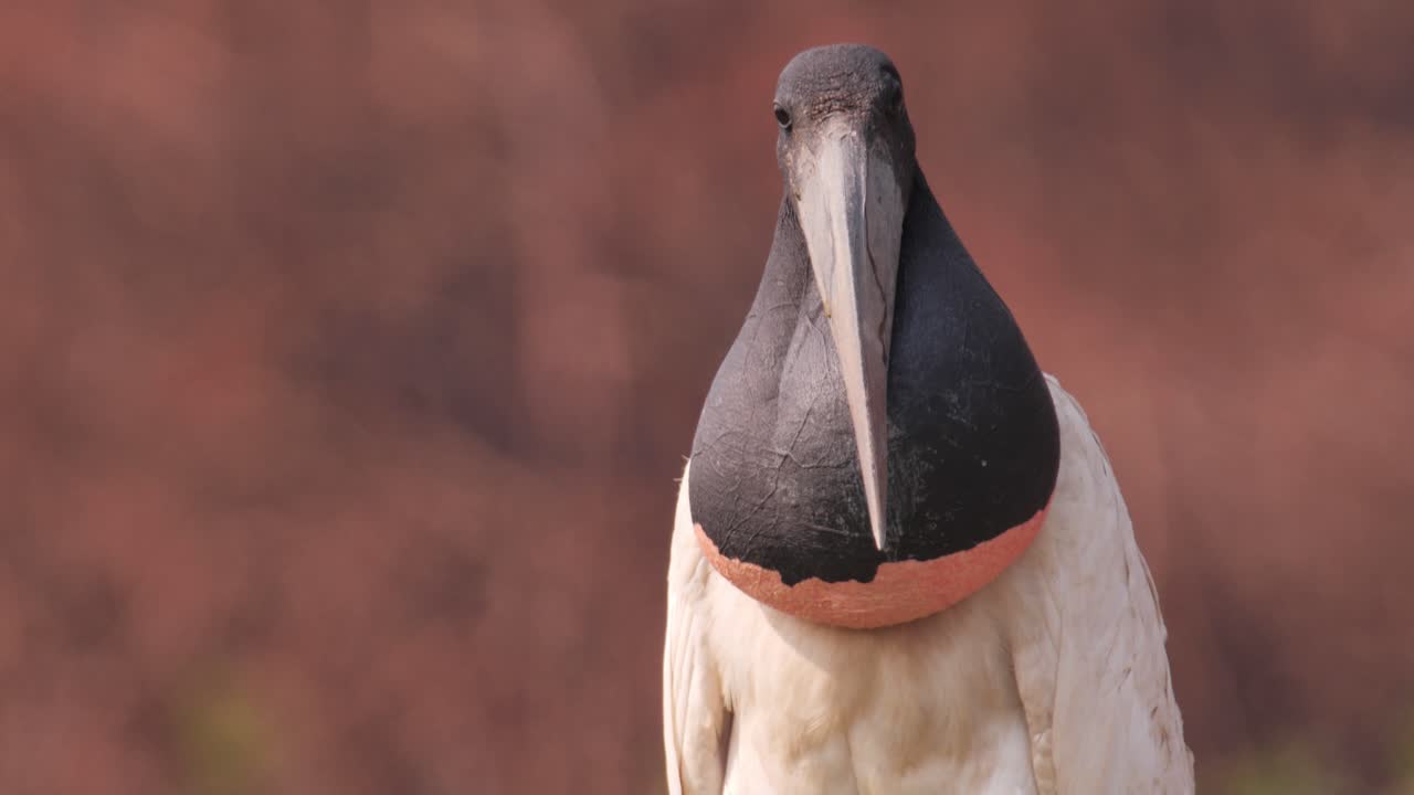 jabiru en el paisaje de sequía del pantanal después de los incendios forestales