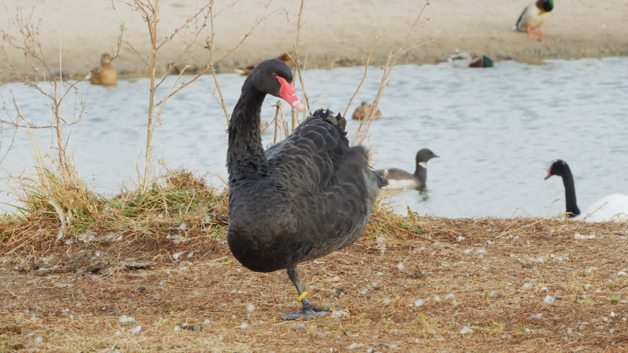 물 에 있는 검은 백조
