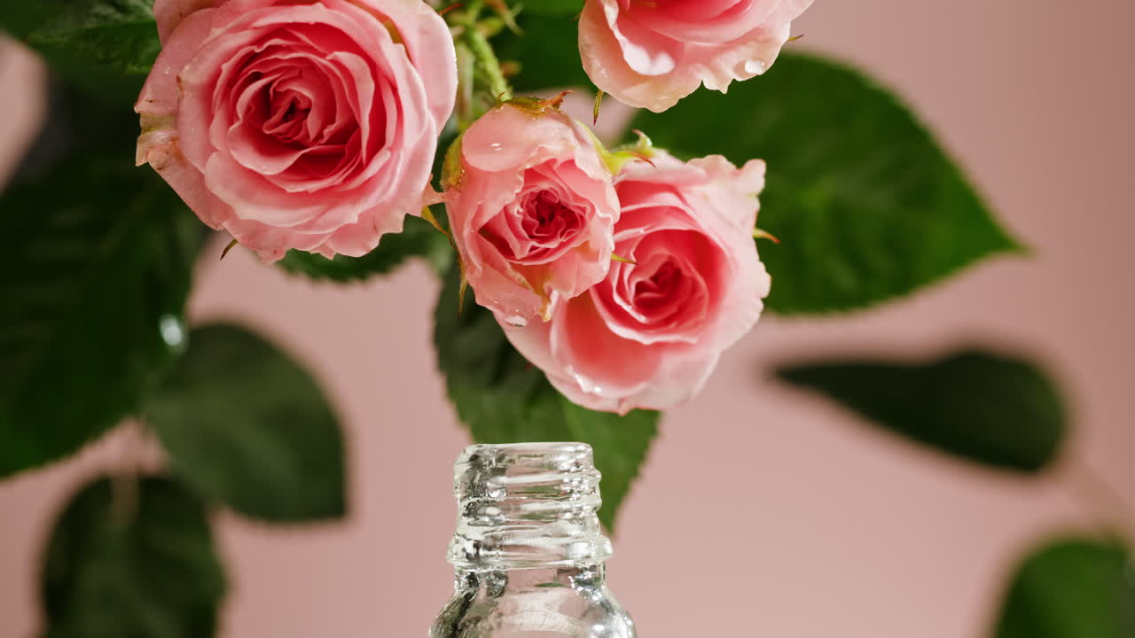 Pink Roses and Rose Oil