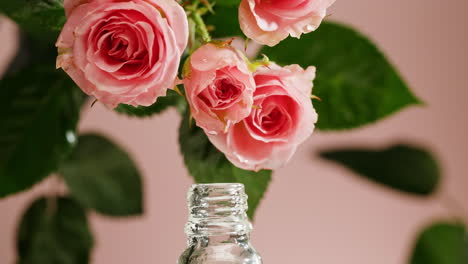 pink roses and rose oil