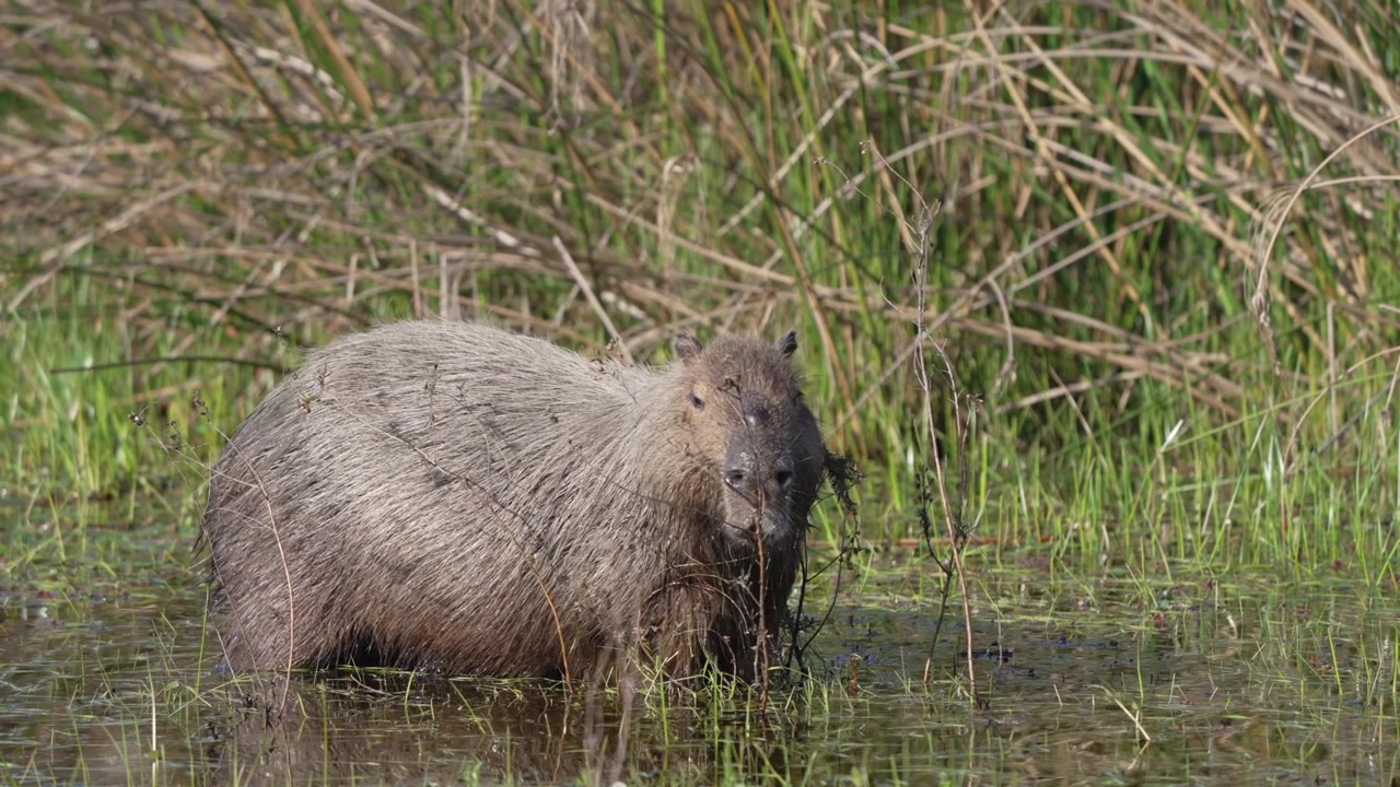 Kappibar står i grunt våtmarksvann, omgitt av høyt gress i Ibera-våtmarkene i Argentina, et rolig øyeblikk med dyrelivsatferd i sitt naturlige habitat.